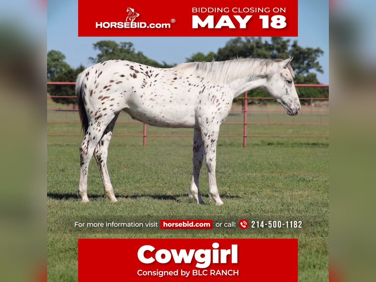 Appaloosa Stute 1 Jahr 142 cm Brauner in Grand Saline