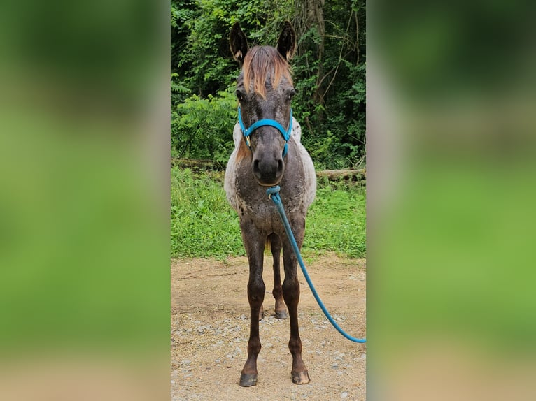 Appaloosa Stute 1 Jahr 142 cm Rappe in Hohenwald