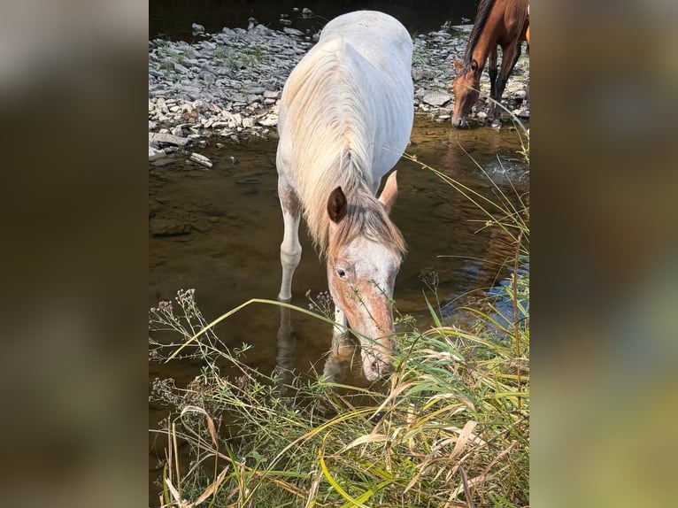 Appaloosa Mix Stute 1 Jahr 150 cm  in Daleiden