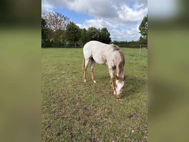 Appaloosa Stute 1 Jahr 152 cm Fuchs in Nördlingen