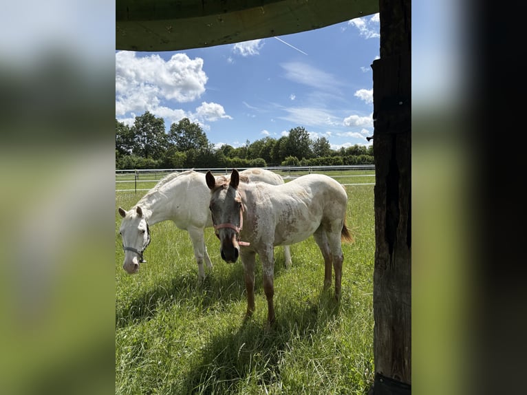 Appaloosa Stute 1 Jahr 152 cm Fuchs in Nördlingen