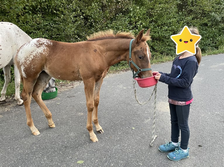 Appaloosa Stute 1 Jahr 152 cm in Forchtenberg