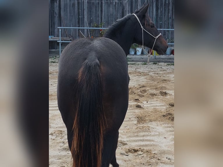 Appaloosa Stute 1 Jahr 154 cm Brauner in Weißkirchen and der Traun