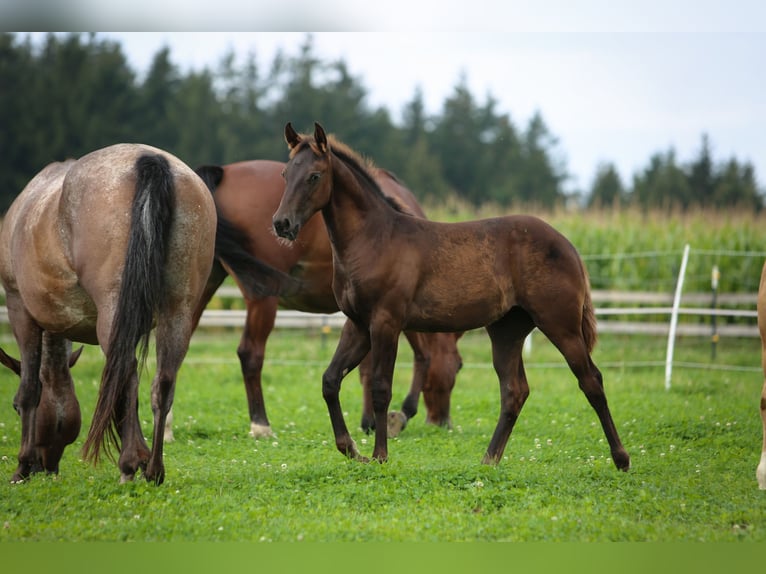 Appaloosa Stute 1 Jahr 154 cm Dunkelfuchs in Vohenstrauß