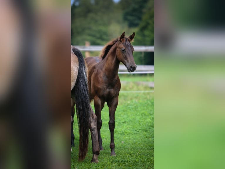 Appaloosa Stute 1 Jahr 154 cm Dunkelfuchs in Vohenstrauß