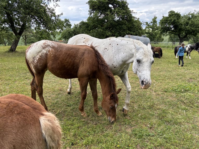 Appaloosa Stute 1 Jahr 154 cm Fuchs in Forchtenberg