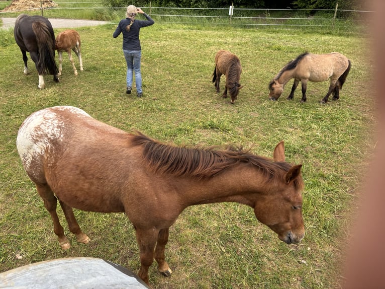 Appaloosa Stute 1 Jahr 154 cm Fuchs in Forchtenberg