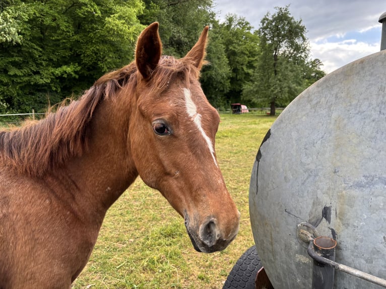 Appaloosa Stute 1 Jahr 154 cm Fuchs in Forchtenberg