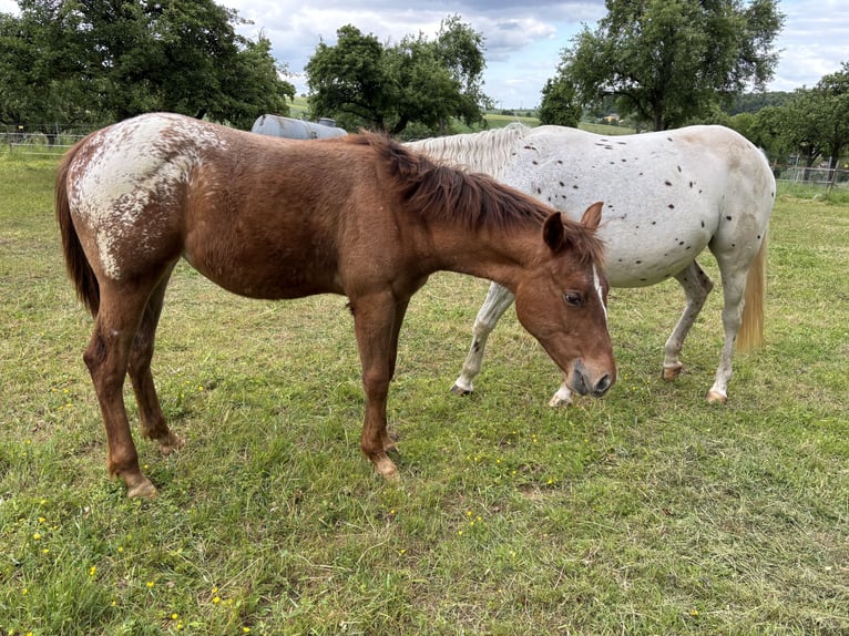 Appaloosa Stute 1 Jahr 154 cm Fuchs in Forchtenberg