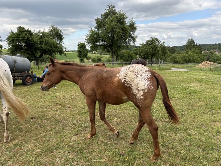 Appaloosa Stute 1 Jahr 154 cm Fuchs in Forchtenberg