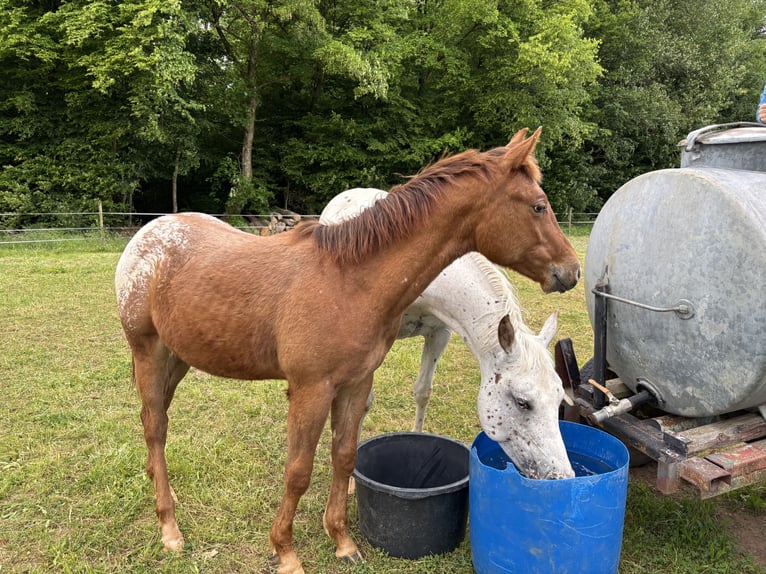 Appaloosa Stute 1 Jahr 154 cm Fuchs in Forchtenberg