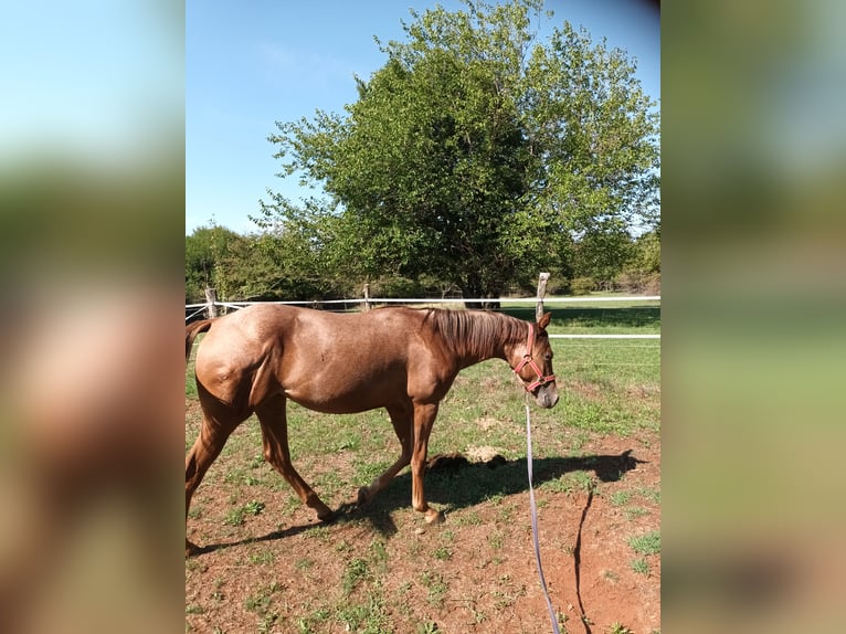 Appaloosa Stute 1 Jahr 155 cm Dunkelbrauner in Komen