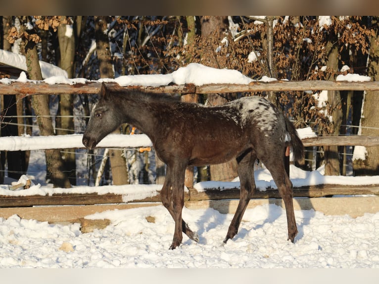 Appaloosa Mix Stute 1 Jahr 155 cm Rappe in Globoko