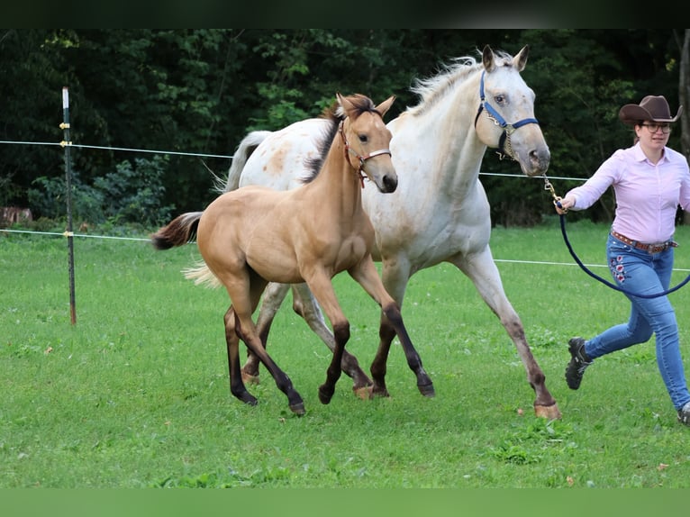 Appaloosa Stute 1 Jahr 156 cm Buckskin in Nördlingen