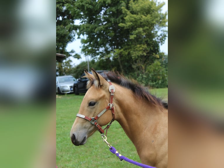 Appaloosa Stute 1 Jahr 156 cm in Nördlingen