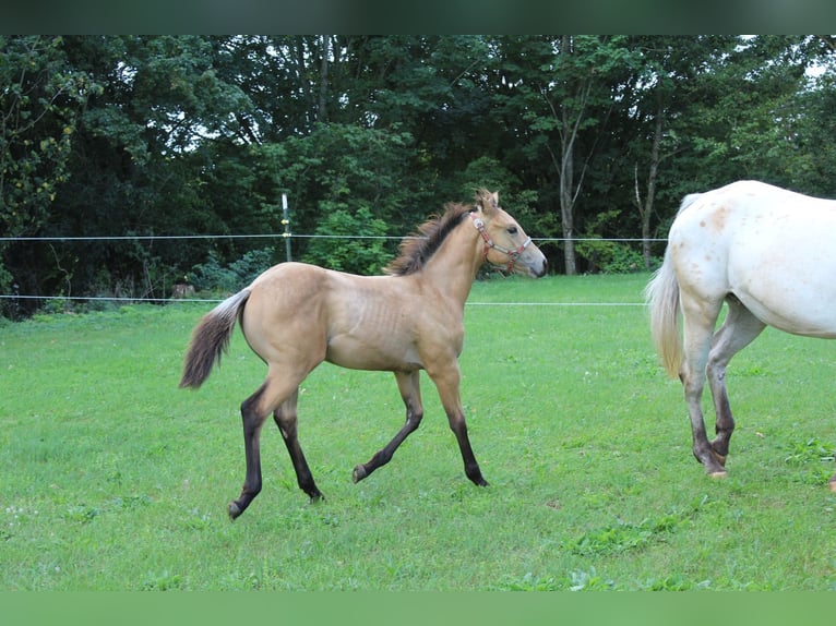 Appaloosa Stute 1 Jahr 156 cm in Nördlingen