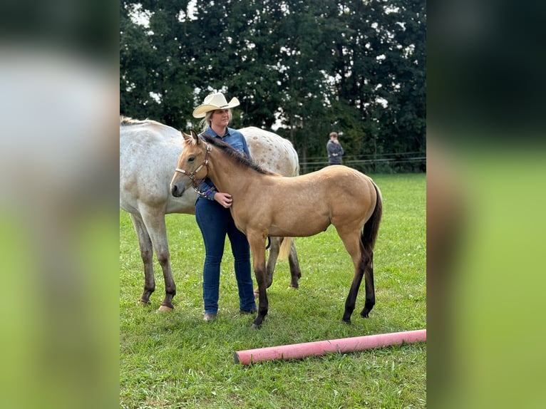 Appaloosa Stute 1 Jahr 156 cm in Nördlingen