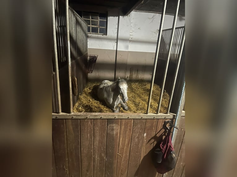 Appaloosa Stute 1 Jahr 165 cm in Xanten