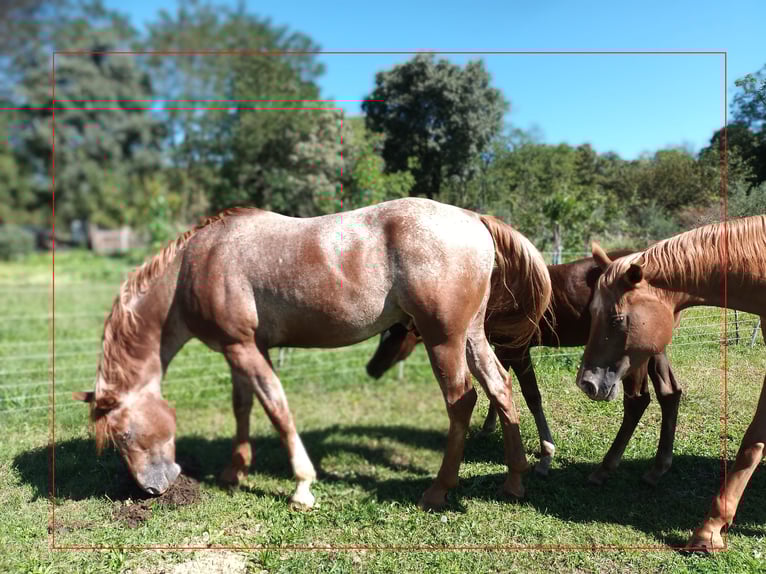 Appaloosa Stute 1 Jahr Brauner in Komen