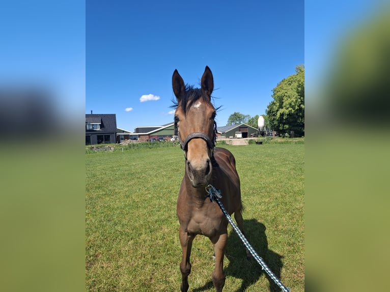 Appaloosa Mix Stute 1 Jahr Dunkelbrauner in Wirdum