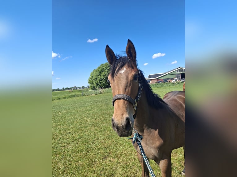 Appaloosa Mix Stute 1 Jahr Dunkelbrauner in Wirdum