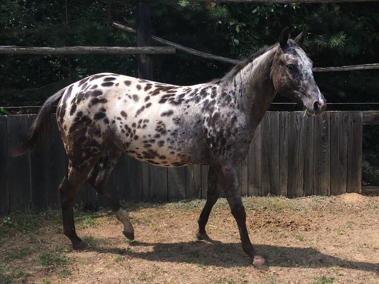 Appaloosa Stute 1 Jahr  in Bites