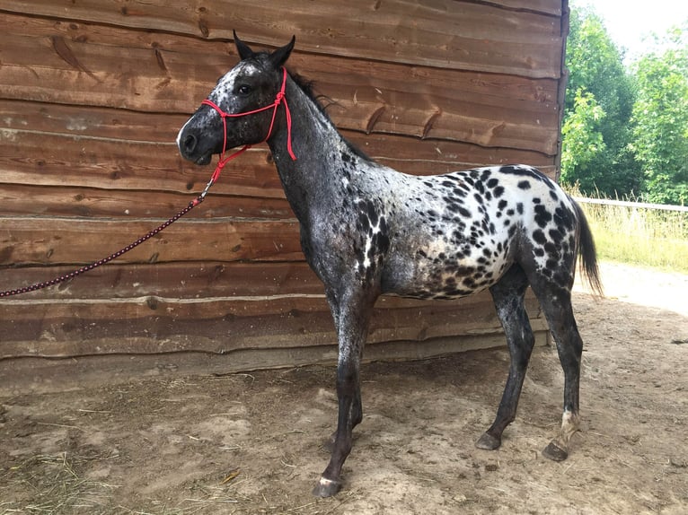 Appaloosa Stute 1 Jahr  in Bites