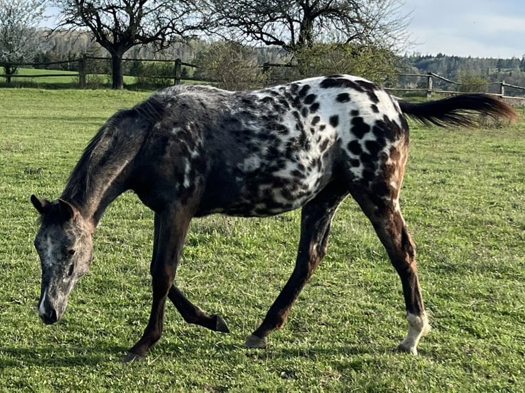 Appaloosa Stute 1 Jahr  in Bites
