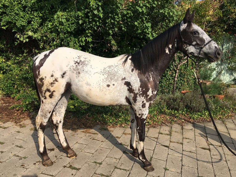 Appaloosa Stute 1 Jahr in BRNO