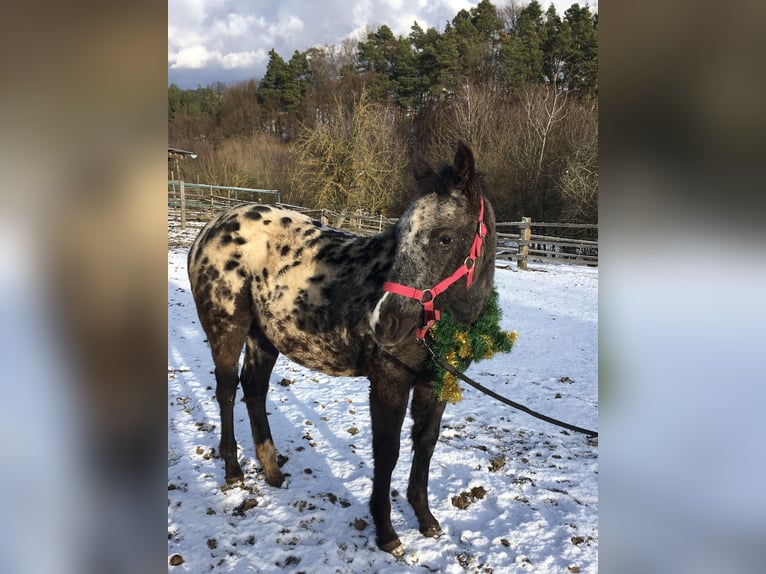 Appaloosa Stute 1 Jahr in Brno
