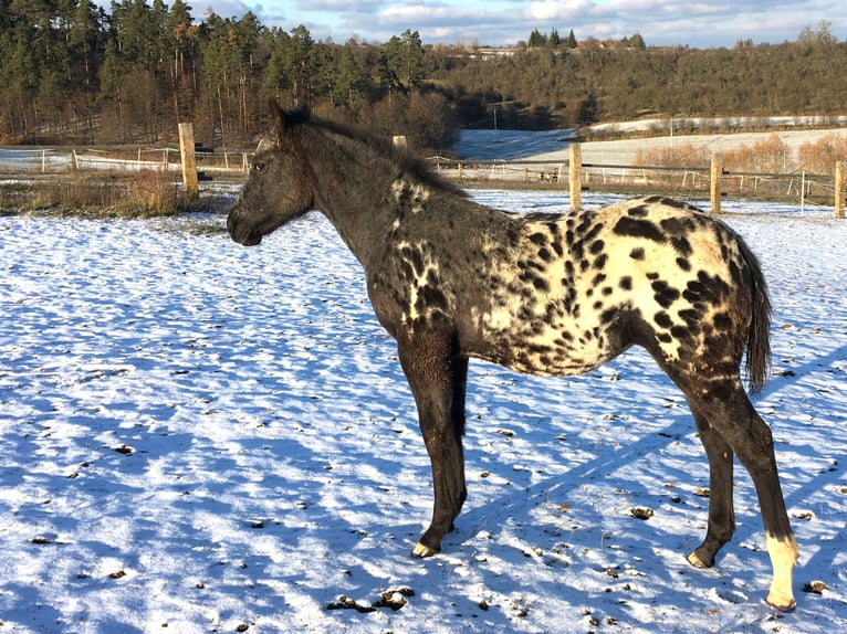 Appaloosa Stute 1 Jahr in Brno