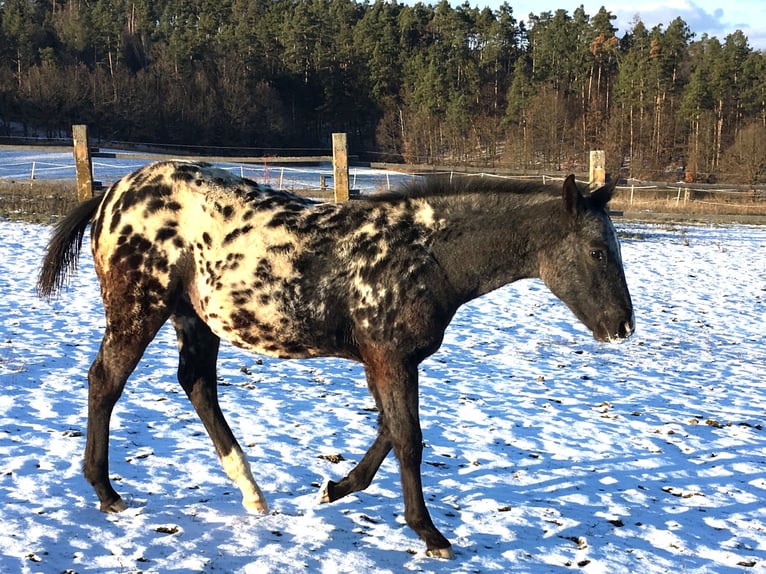Appaloosa Stute 1 Jahr in Brno