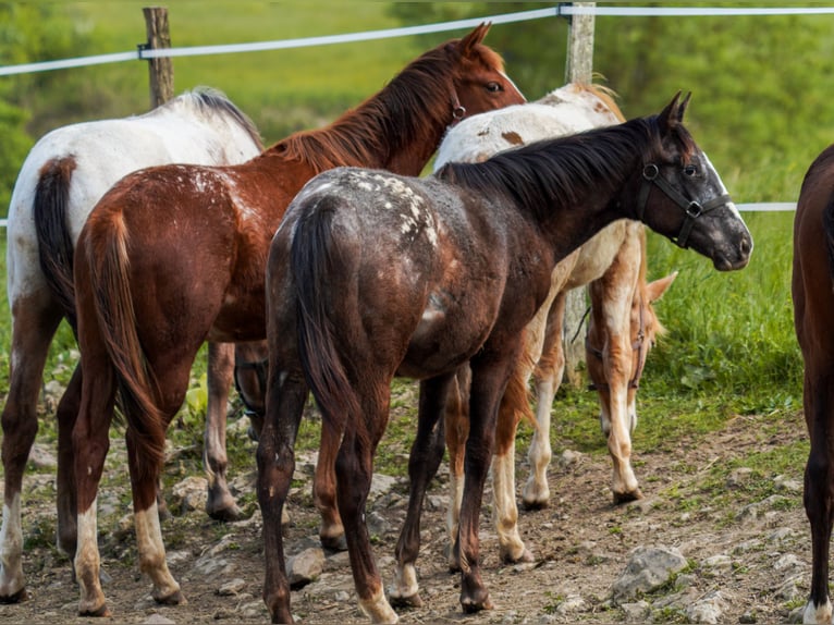 Appaloosa Stute 1 Jahr Rappe in Camarade, Occitania