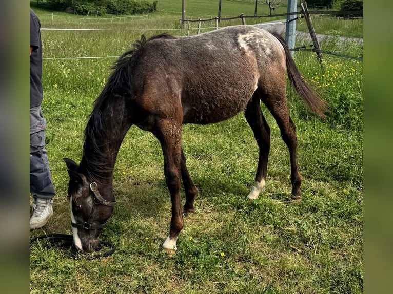 Appaloosa Stute 1 Jahr Rappe in Camarade, Occitania