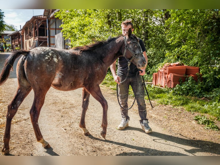 Appaloosa Stute 1 Jahr Rappe in Camarade, Occitania