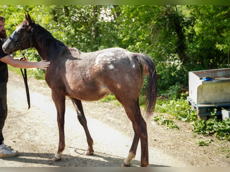 Appaloosa Stute 1 Jahr Rappe in Camarade, Occitania