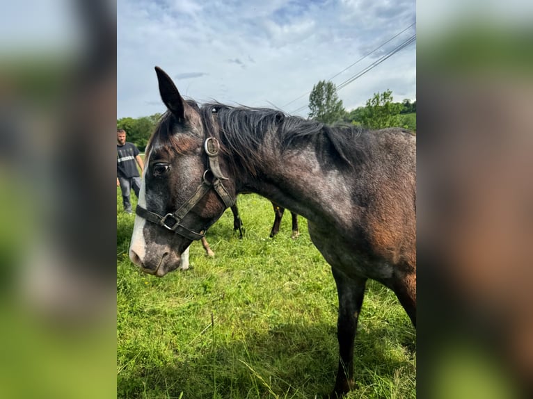 Appaloosa Stute 1 Jahr Rappe in Camarade, Occitania