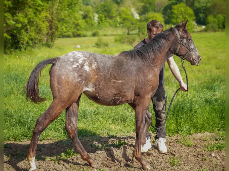 Appaloosa Stute 1 Jahr Rappe in Camarade, Occitania