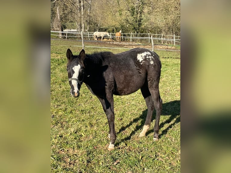 Appaloosa Stute 1 Jahr Rappe in Camarade, Occitania