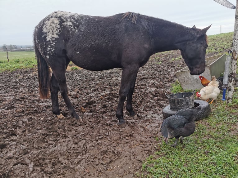 Appaloosa Stute 1 Jahr Schwarzbrauner in La Chapelle-Saint-Laud