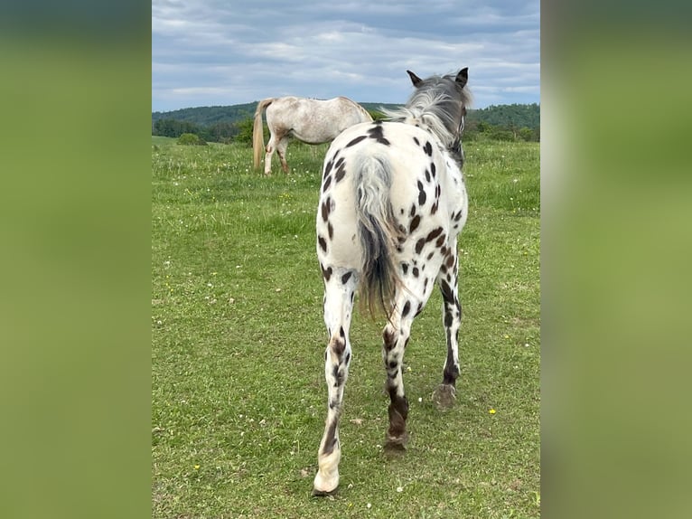Appaloosa Stute 1 Jahr Tigerschecke in Dolni Loucky