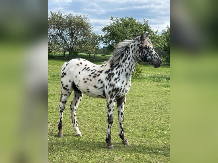 Appaloosa Stute 1 Jahr Tigerschecke in Dolni Loucky