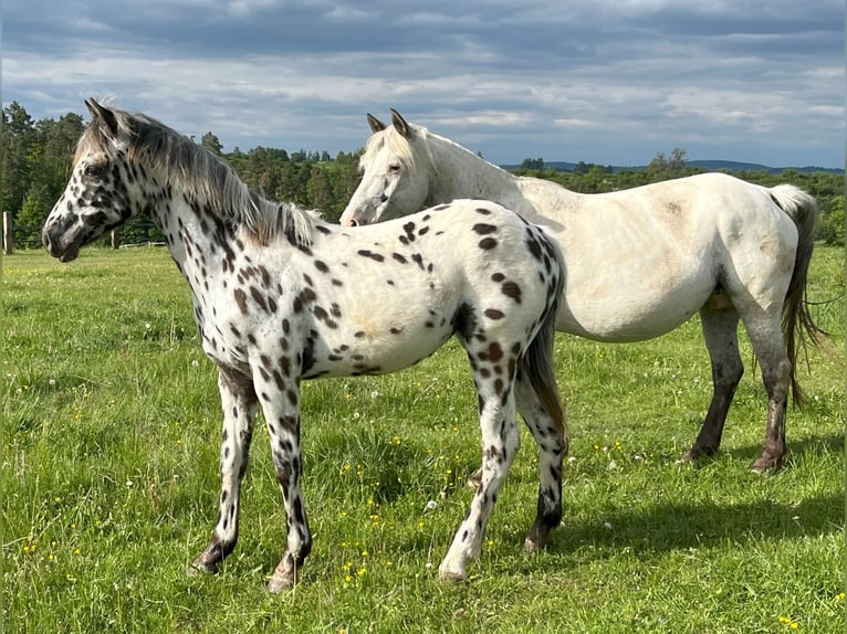 Appaloosa Stute 1 Jahr Tigerschecke in Dolni Loucky