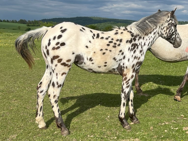 Appaloosa Stute 1 Jahr Tigerschecke in Dolni Loucky
