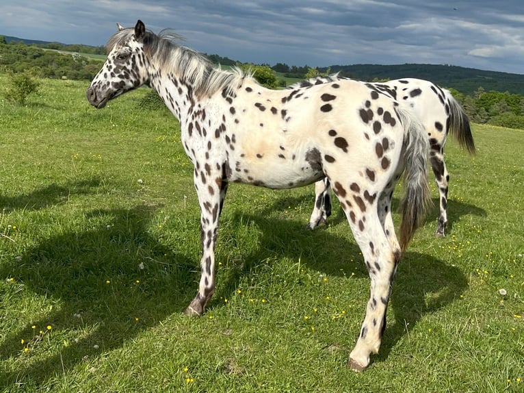 Appaloosa Stute 1 Jahr Tigerschecke in Dolni Loucky