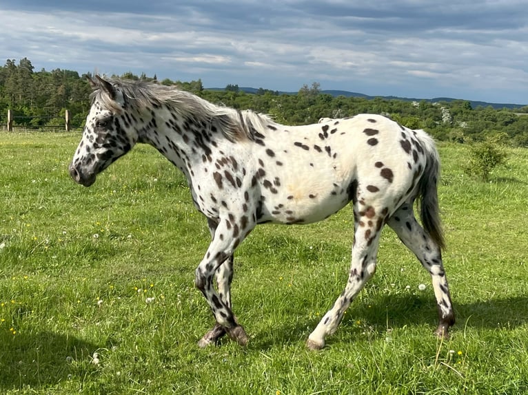 Appaloosa Stute 1 Jahr Tigerschecke in Dolni Loucky