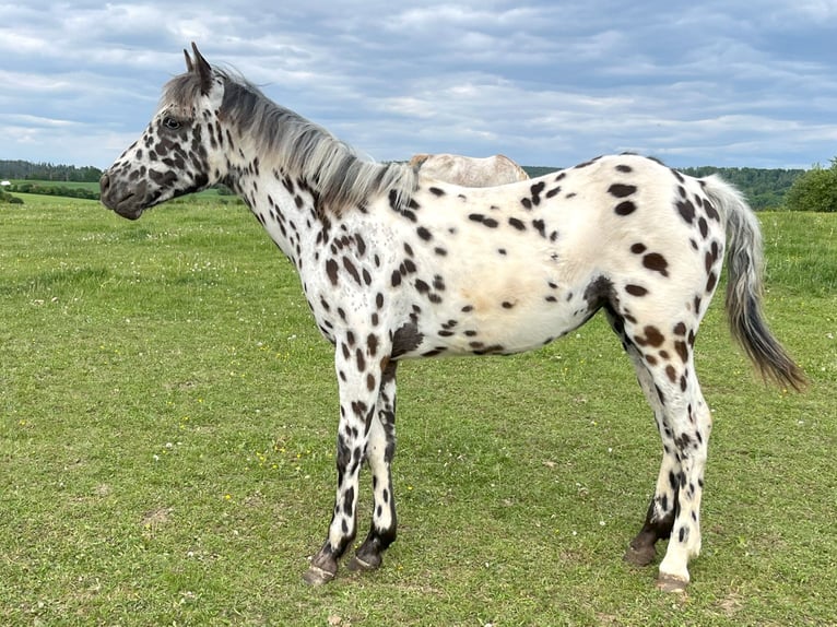 Appaloosa Stute 1 Jahr Tigerschecke in Dolni Loucky