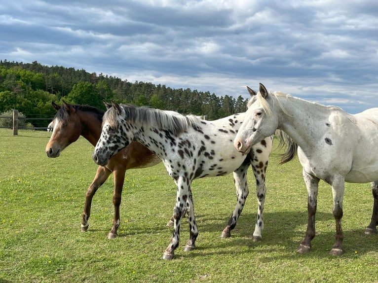 Appaloosa Stute 1 Jahr Tigerschecke in Dolni Loucky