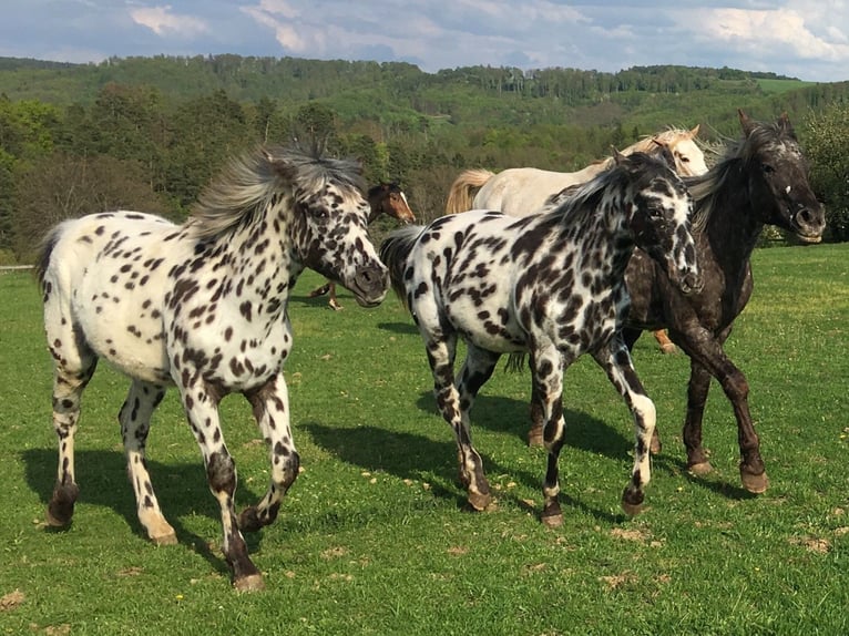 Appaloosa Stute 1 Jahr Tigerschecke in Dolni Loucky
