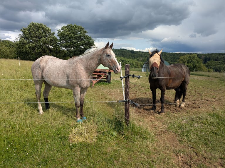 Appaloosa Stute 20 Jahre 160 cm in Hofheim am Taunus